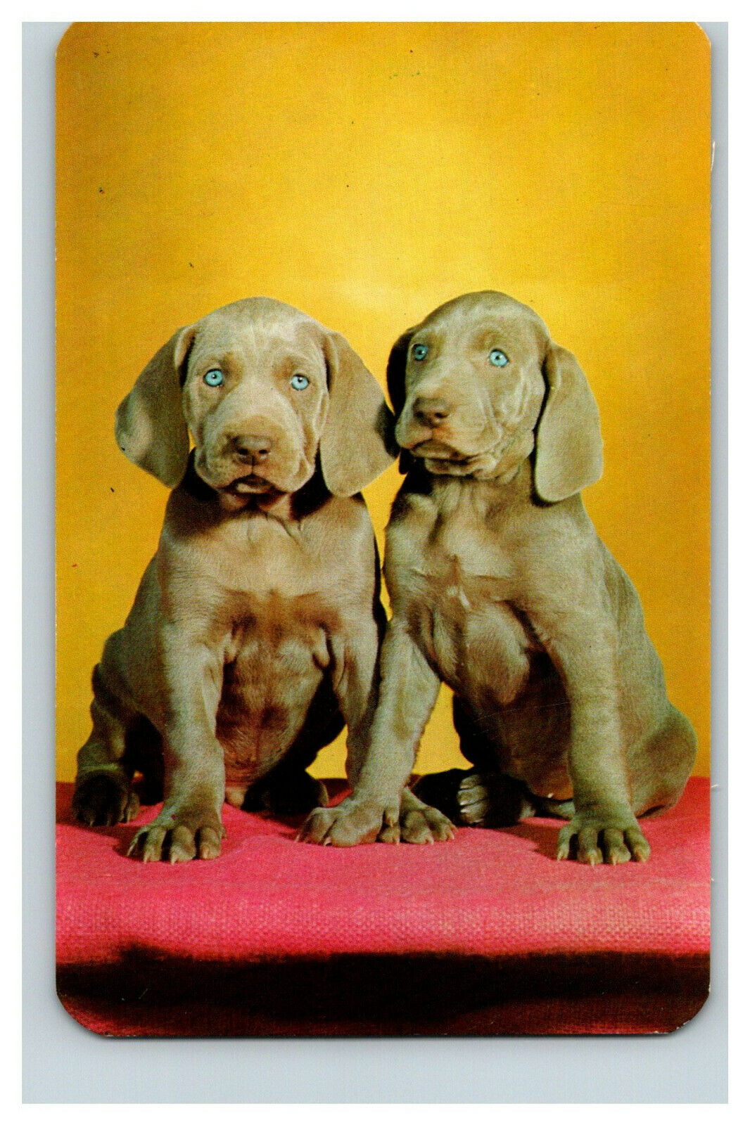 Postcard Weimaraner Puppy Digs Canine Best Friends Alan Felix Animal